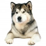 Alaskan Malamute