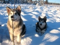 Alaskan_Malamute_Ridal-Dun-Daga (1)