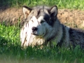 Alaskan_Malamute_Ridal-Dun-Daga (10)