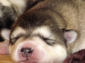 Alaskan_Malamute_Ridal-Dun-Daga (11)
