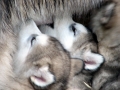 Alaskan_Malamute_Ridal-Dun-Daga (12)
