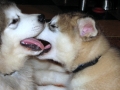 Alaskan_Malamute_Ridal-Dun-Daga (13)