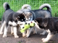 Alaskan_Malamute_Ridal-Dun-Daga (14)