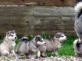 Alaskan_Malamute_Ridal-Dun-Daga (15)