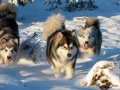 Alaskan_Malamute_Ridal-Dun-Daga (2)