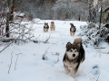 Alaskan_Malamute_Ridal-Dun-Daga (3)