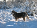Alaskan_Malamute_Ridal-Dun-Daga (4)