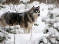 Alaskan_Malamute_Ridal-Dun-Daga (5)