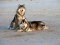 Alaskan_Malamute_Ridal-Dun-Daga (6)