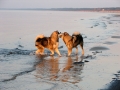 Alaskan_Malamute_Ridal-Dun-Daga (7)