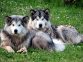 Alaskan_Malamute_Ridal-Dun-Daga (8)