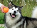 Alaskan_Malamute_Ridal-Dun-Daga (9)