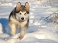 Alaskan_Malamute_Ridal-Dun-Daga