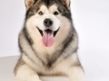 Dartons-Ridal-Dun-Daga-Alaskan-Malamute (1)