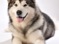 Dartons-Ridal-Dun-Daga-Alaskan-Malamute (2)