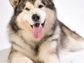 Dartons-Ridal-Dun-Daga-Alaskan-Malamute (3)