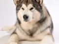 Dartons-Ridal-Dun-Daga-Alaskan-Malamute (4)