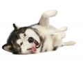 Dartons-Ridal-Dun-Daga-Alaskan-Malamute (5)