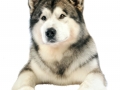Dartons-Ridal-Dun-Daga-Alaskan-Malamute